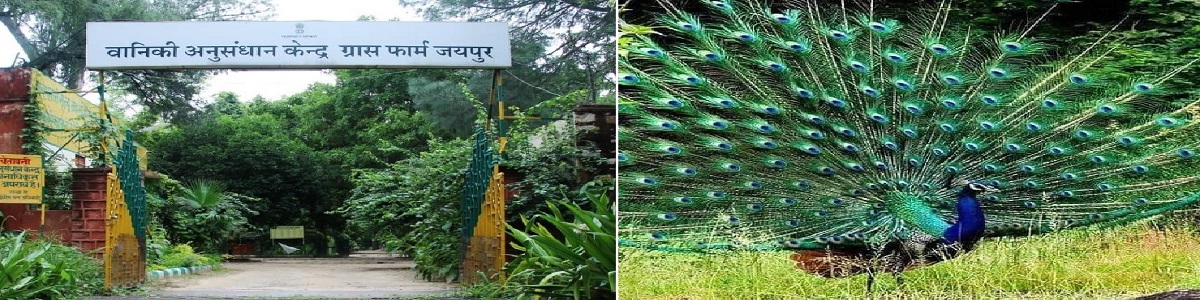 Silviculture & Research